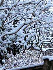 The snow accentuates the branches