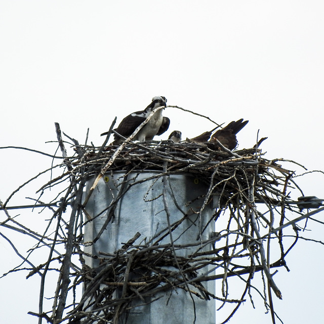 Osprey building their nest