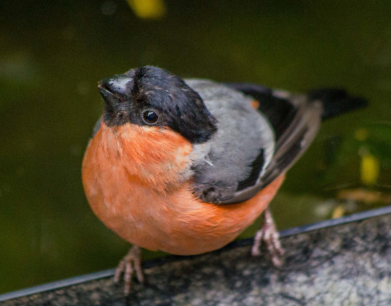 Male bullfinch.5jpg