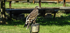 20190822 5477CPw [D~H] Steppenadler, Wisentgehege, Springe