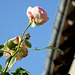 Mes roses avec un beau ciel bleu ce midi