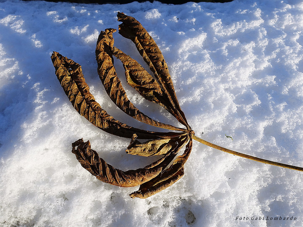 the last leaf