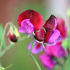 Sweet peas crimson & purple East Blatchington July 2021