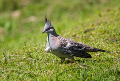 Crested pigeon