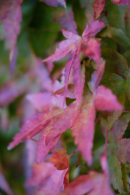 DSCF6128