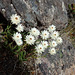 The endemic flower, Xerochrysum collierianum