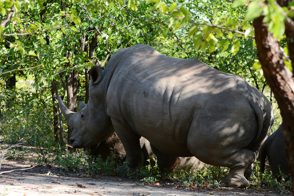 Zambia, Huge White Rhino in the Mosi-oa-Tunya National Park