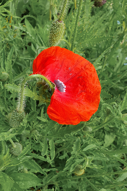 2024-05: rot (11)