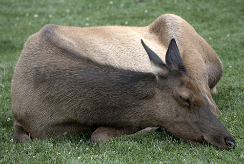 Elk in Yellowstone
