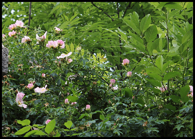Rosa canina (5)