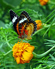 Cethosia,Lacewingbutterfly on Tagetes