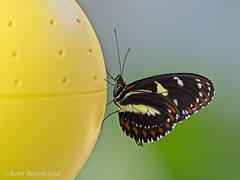 Tropical Butterfly on Plastic Feeder