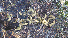 Ptarmigan or red Grouse scat on the summit of Ben Aigan.