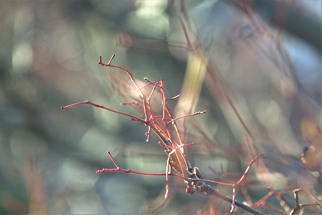 DSC09406 (2)