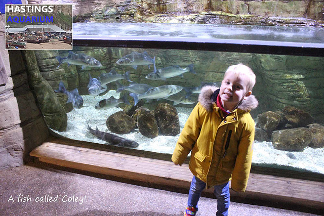 Hastings Aquarium  19 12 2022  a fish called Coley