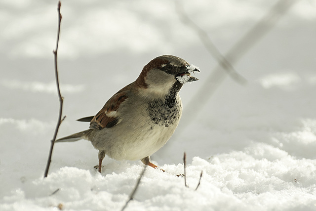 Passer domesticus