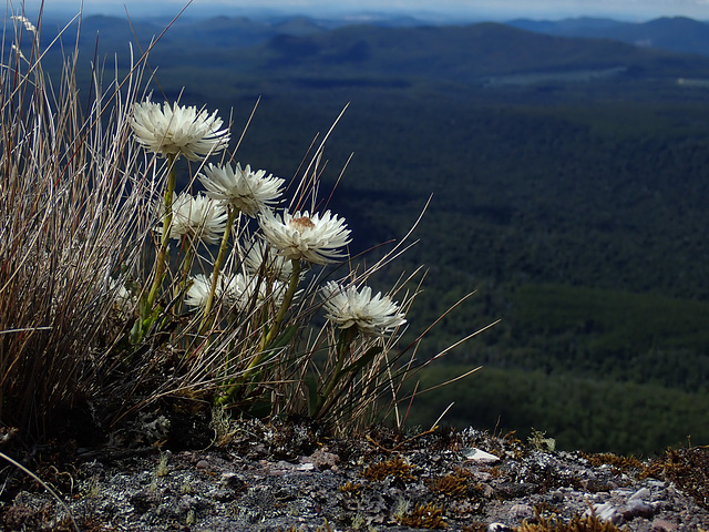 Another Xerochrysum collierianum clump