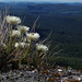 Another Xerochrysum collierianum clump