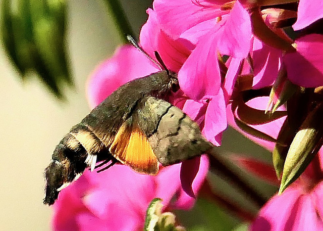 Taubenschwänzchen Taubenschwänzchen