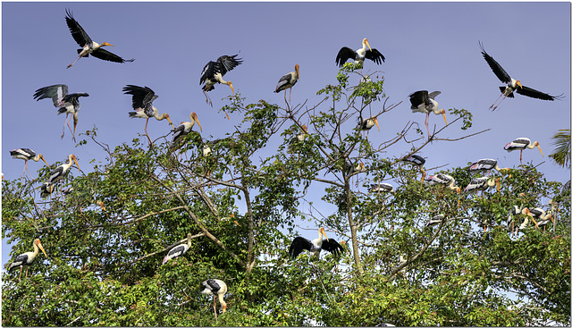 Storks