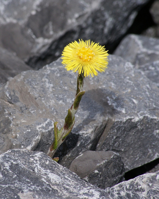 tussilago farfara