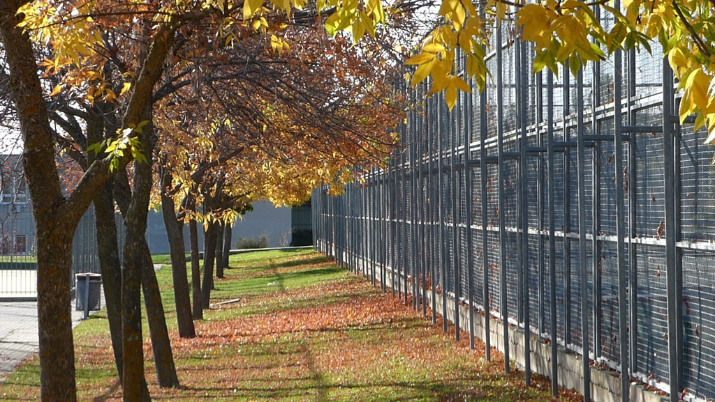 Arboles de la U. Autónoma de Madrid