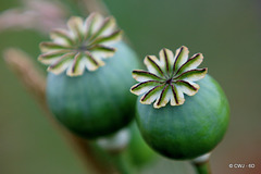 Poppy seedheads