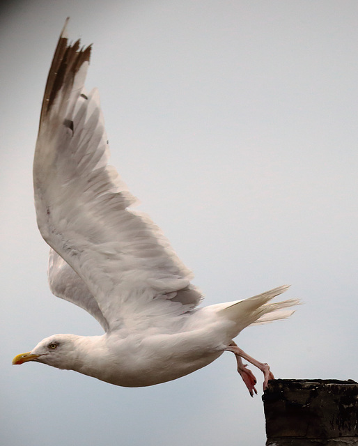 IMG 0431 Gull dpp