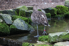 20160303 0230VRAw [D~BI] Großer Brachvogel (Numenius arquata), Tierpark Olderdissen, Bielefeld