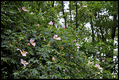 Rosa canina