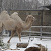 Kamel im Schnee (Wilhelma)