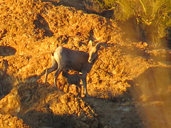 Momma With Baby Bighorn