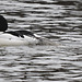 Common Mergansers