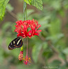 Tropical Butterfly on Japanese Lantern (Hibiscus Schizopetalus)
