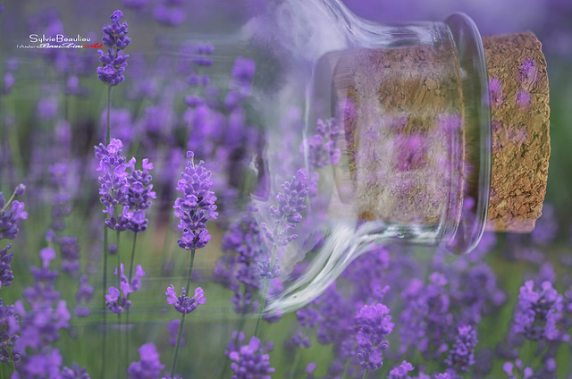 Lavendula IMGP0943