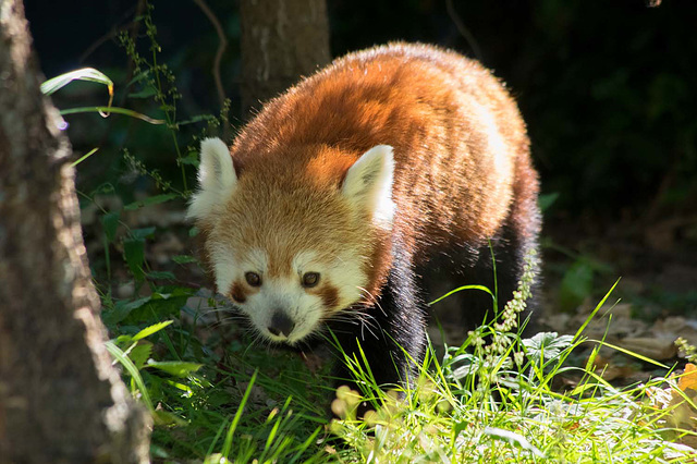 Red panda 2