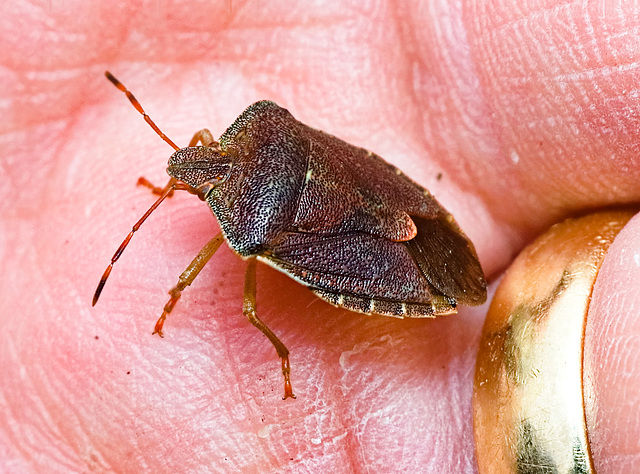 IMG 771ShieldBug