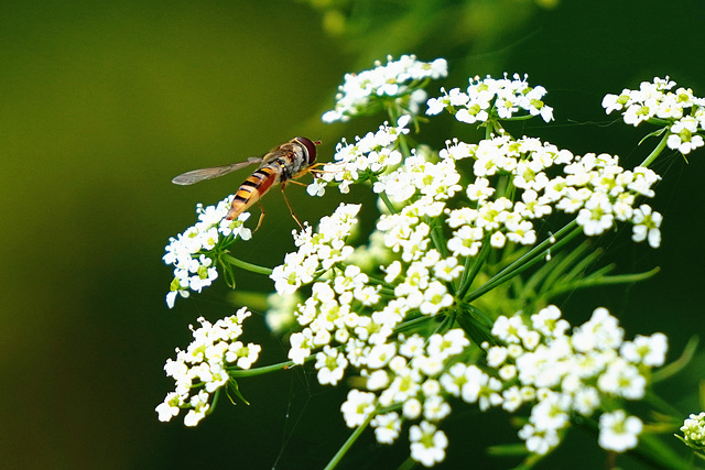 Jetzt kommt die Zeit der Schwebfliegen - Now comes the time of the hoverflies