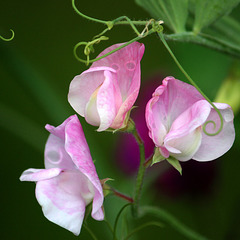 Sweet peas white flushed pink - East Blatchington - July 2021