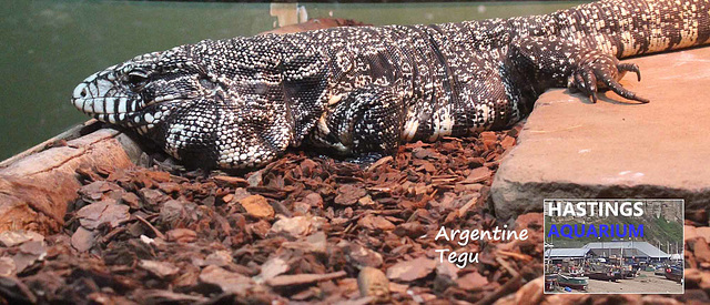 Hastings Aquarium  19 12 2022  Argentine Tegu