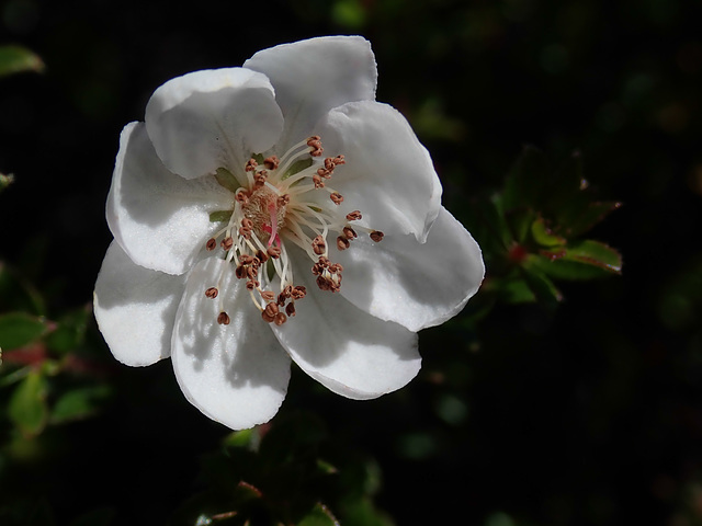 Flower on St Valentine's Peak