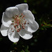 Flower on St Valentine's Peak