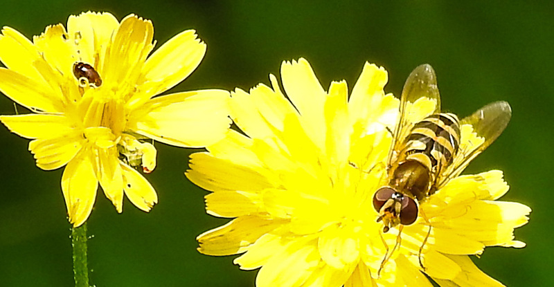 20230627 1404CPw [D~LIP] Kleinköpfiger Pippau (Crepis capillaris), Schebfliege, Käfer, Bad Salzuflen