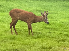 Young Roebuck in the barnyard, early morning.