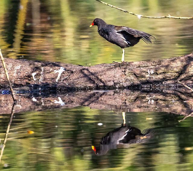 Moorhen