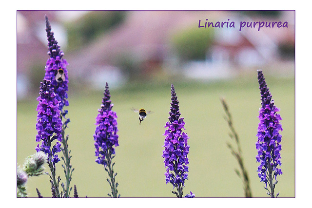 Linaria purpurea - Denton - Sussex - 15.6.2015