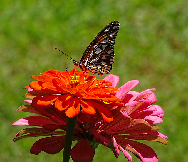 Gulf Fritillary (Agraulis vanillae)(m) on Zinnia's