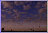 Étoiles ballonnées