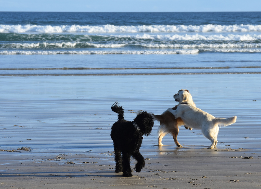 our doggies at the beach