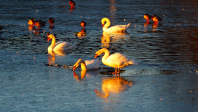 le lac des cygnes...